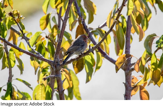 Male Tree Finches