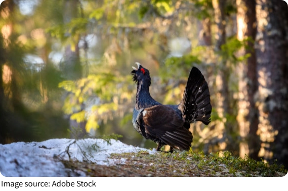 Western Capercaillie