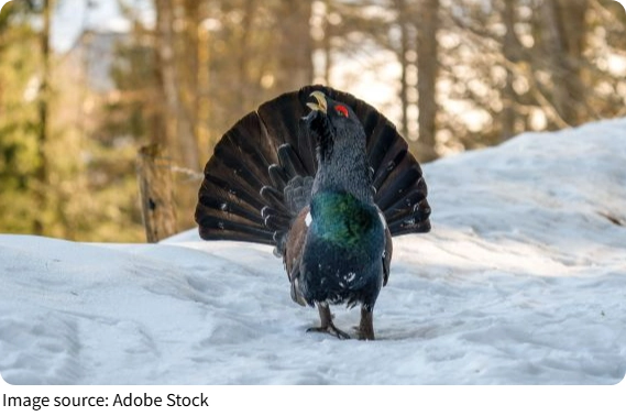 Western Capercaillie