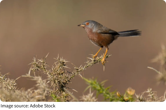 Pássaro rápido e curioso