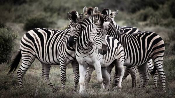 International Zebra Day 2026: Meet The Three Distinct Zebra Species ...