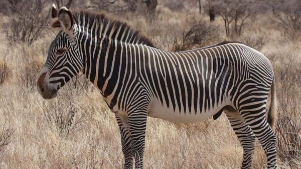 International Zebra Day 2026: Meet The Three Distinct Zebra Species ...