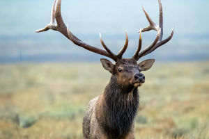 Inside the Life of Elks