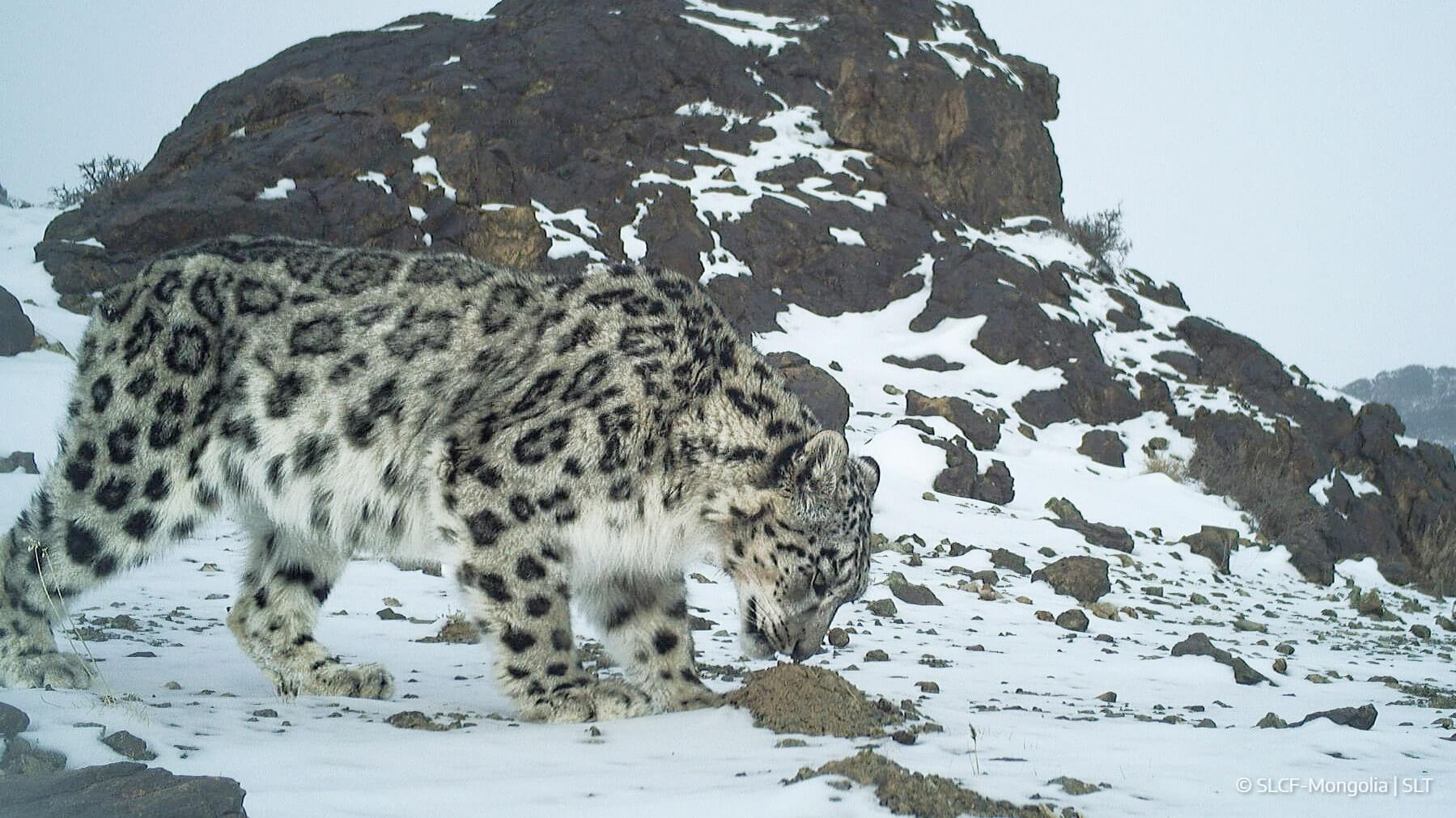 MACAN TUTUL SALJU - Foto Macan Tutul Salju yang diunggah di situs resmi Snow Leopard Trust, sebuah organisasi internasional yang berfokus pada penelitian dan konservasi macan tutul salju. (snowleopard.org)
