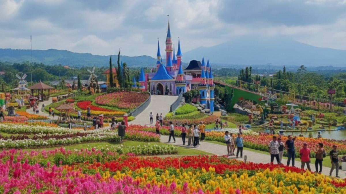 Nikmati udara sejuk dan ratusan bunga indah di Taman Bunga Celosia, Bandungan Semarang.