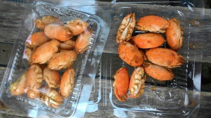 undur-undur laut goreng pantai glagah kulon progo