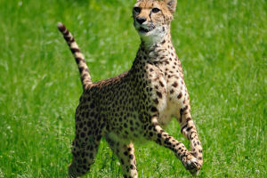 Playful Cheetah Moments