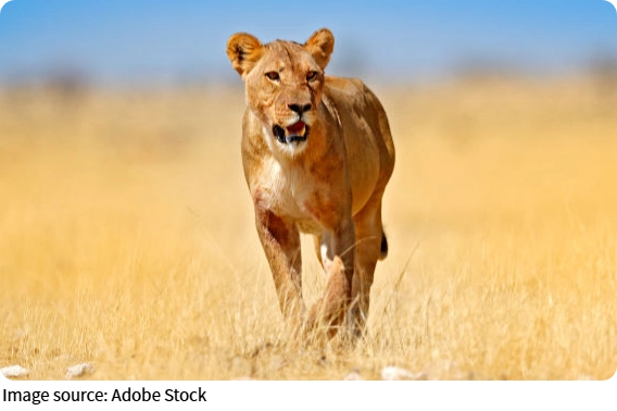 Female vs Male Lions