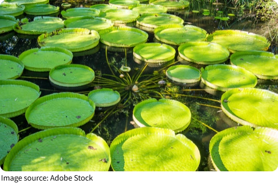 Florida Spring Hotspots