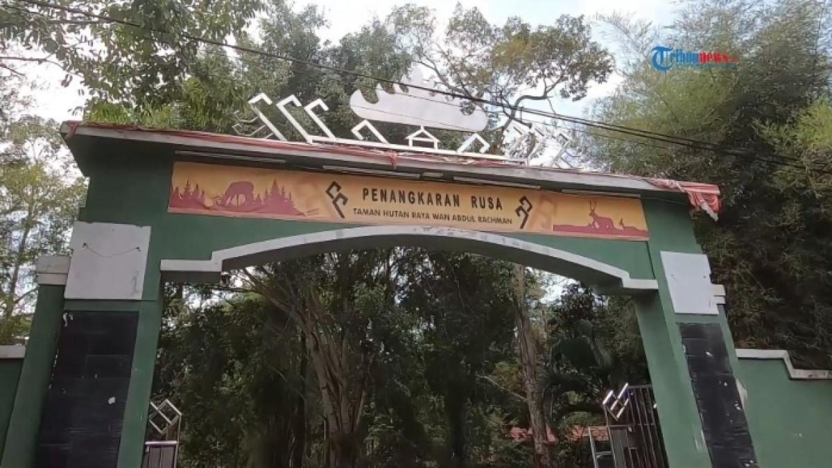 Tahura Wan Abdul Rachman (Tahura WAR), penangkaran rusa di Bandar Lampung.