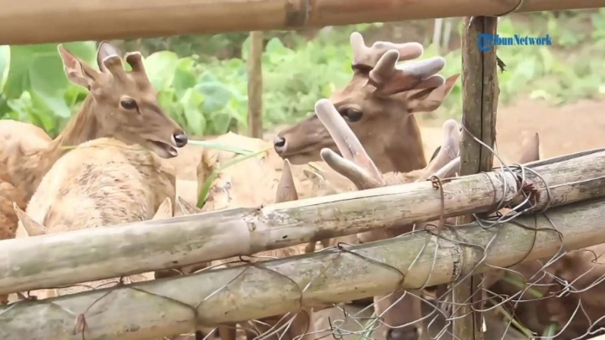 Tahura Wan Abdul Rachman (Tahura WAR), penangkaran rusa di Bandar Lampung.