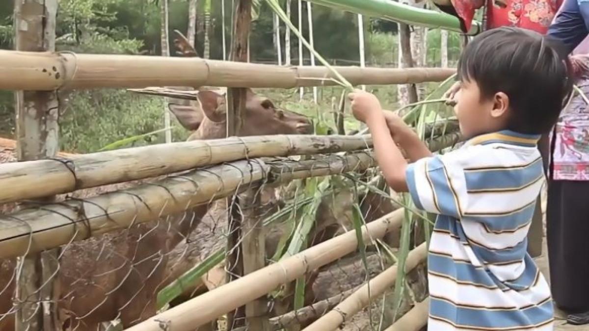 Tahura Wan Abdul Rachman (Tahura WAR), penangkaran rusa di Bandar Lampung.