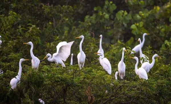 This may contain: a group of white birds standing on top of a lush green forest