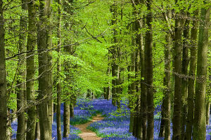 Bluebell Wonders
