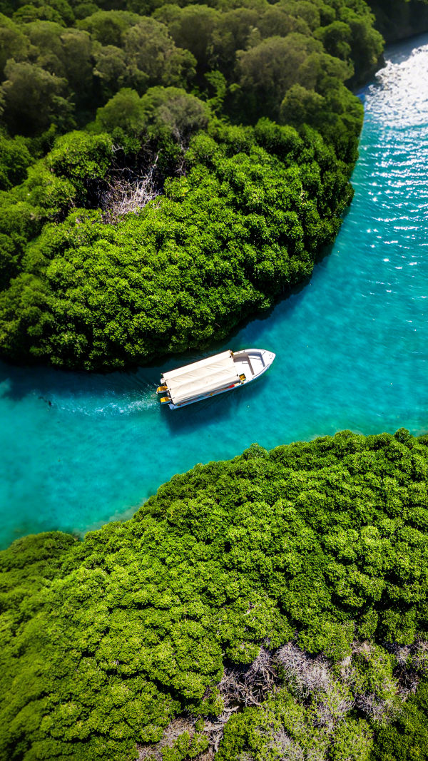 Mangroves of Farasan