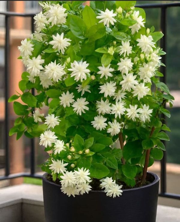 This may contain: a potted plant with white flowers sitting on a window sill next to a balcony