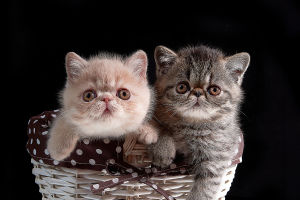 Fascinating Cat Facts