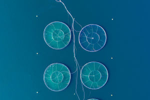 Floating Fish Farms