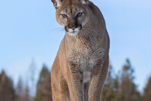 Secrets of Puma Concolor
