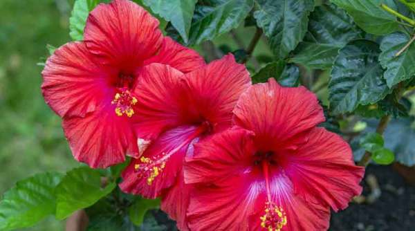 HIBISCUS