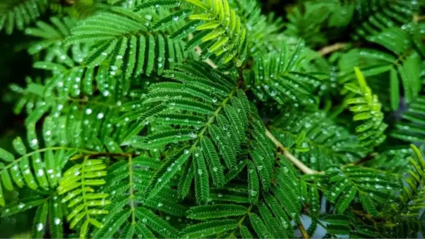 shami green leaves in garden