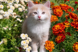 Decoding Cat Behavior