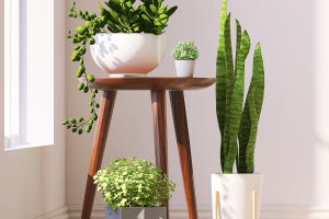 Indoor Plant Styling Tips