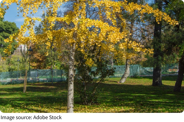 Warum Blätter gelb werden