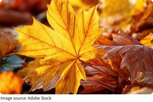 Warum Blätter gelb werden