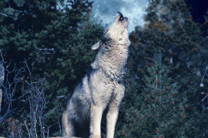 European Wolf Habits