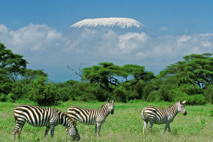 Zebra Stripe Secrets