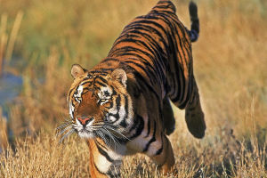 Bengal Tiger Wonders
