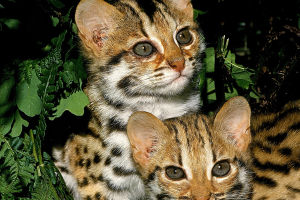 Secret Life of Leopard Cat