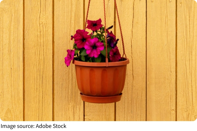 Dạ yến thảo nở mãi