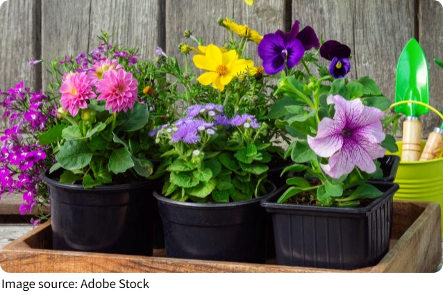 Dạ yến thảo nở mãi