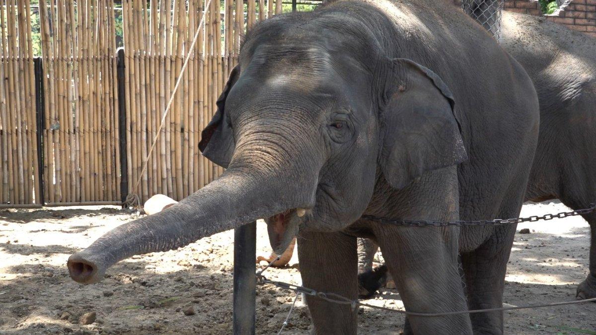 Gajah Sumatera menjadi salah satu satwa yang ada di Solo Safari, Surakarta, Jawa Tengah.