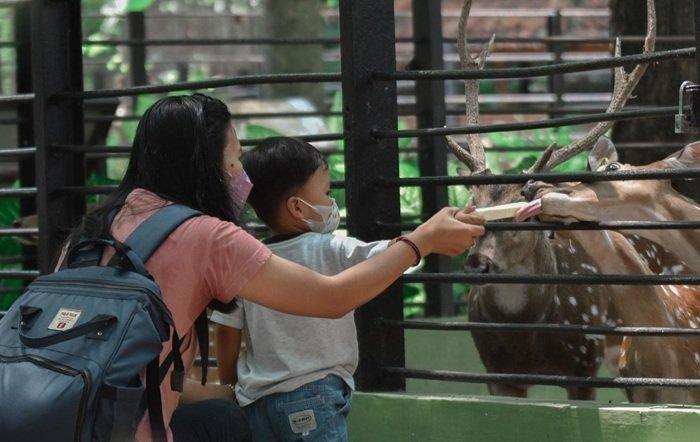 Kebun Binatang Surabaya, satu lokasi pertunjukan barongsai di Surabaya lengkap dengan jadwalnya untuk Imlek 2026.