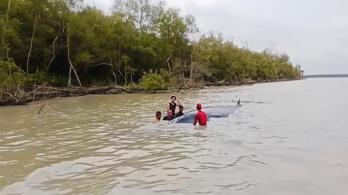 PAUS TERDAMPAR -- Paus yang terdampar di Desa Sungai Somor, Kecamatan Cengal, Kabupaten Ogan Komering Ilir (OKI). Dilaporkan, paus tersebut sudah kembali ke lautan, Senin (16/2/2026) pagi.