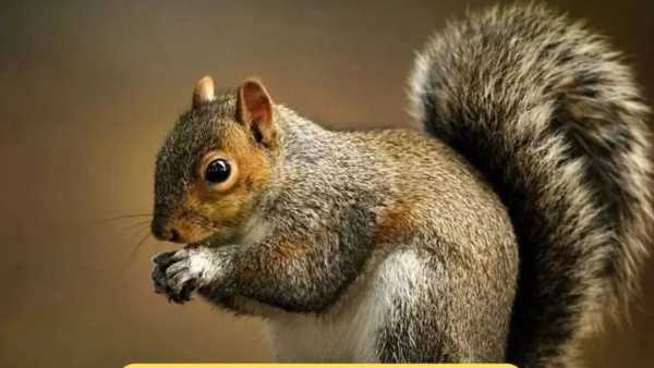 Squirrel In House Meaning: Omen or bad omen… What is the meaning of squirrel entering the house or appearing in the dream?