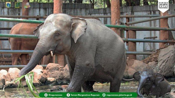 Satwa gajah menggemaskan di Taman Margasatwa Ragunan Kecamatan Pasar Minggu, Jakarta Selatan, Jakarta.