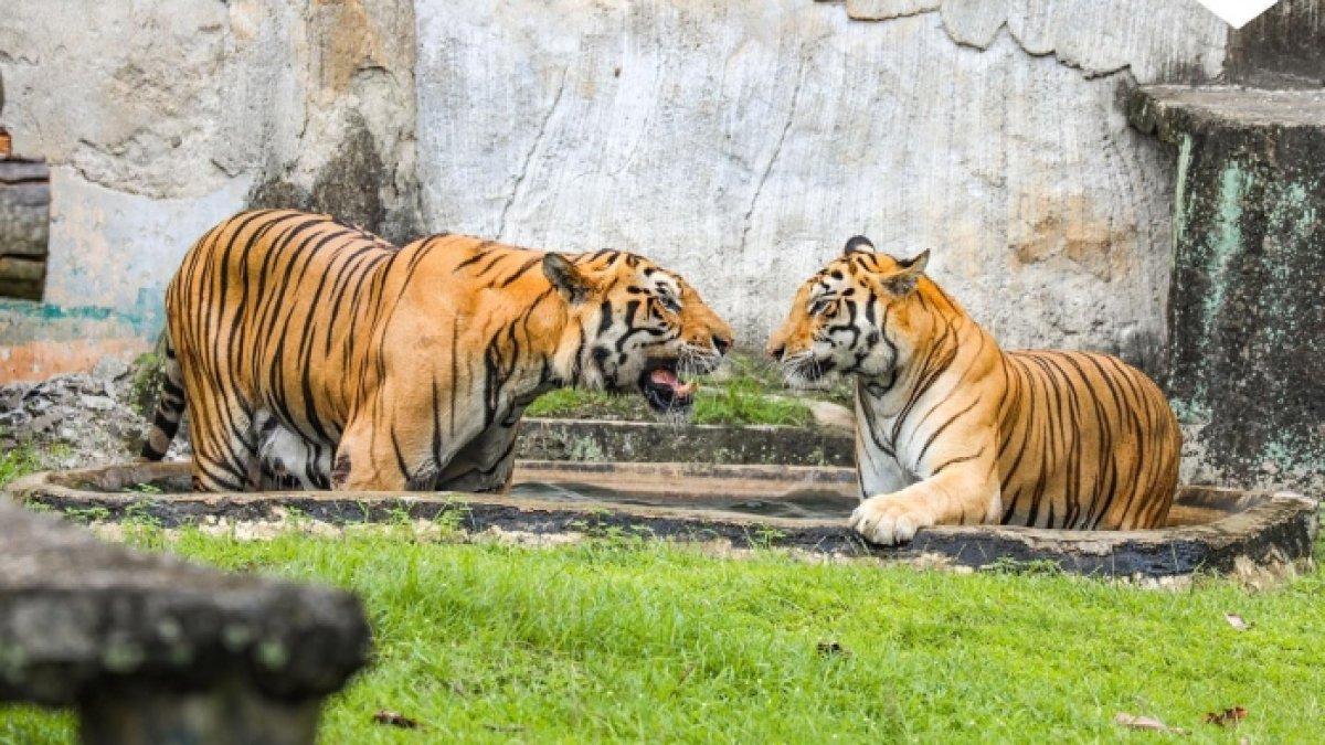Sepasang harimau di Taman Margasatwa Ragunan, Jakarta Selatan, Jakarta.