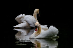 White Swan Life