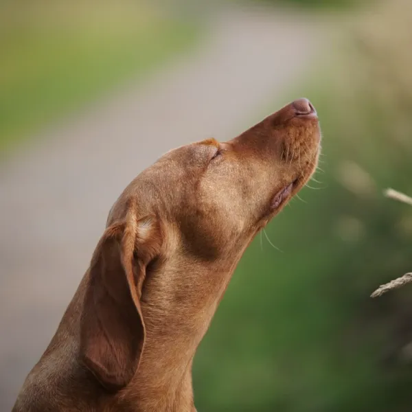 dog sniffing outside air