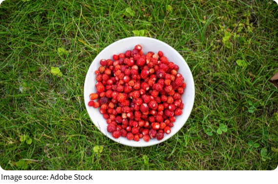 Wild Strawberry Wonders