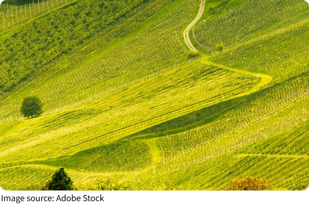 Wandering Moravian Fields