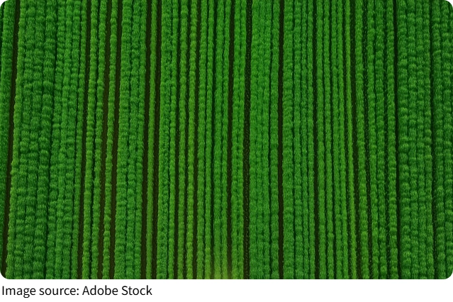 Wandering Moravian Fields