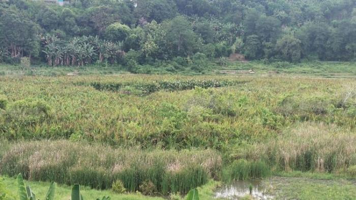 Burung Bangau bertengger di pohon yang mengelilingi Danau Rana Loba, Kelurahan Rana Loba, Kecamatan Borong, Kabupaten Manggarai Timur, NTT, Selasa, (21/3/2023). Ini salah destinasi untuk melihat burung Bangau di Manggarai Timur.