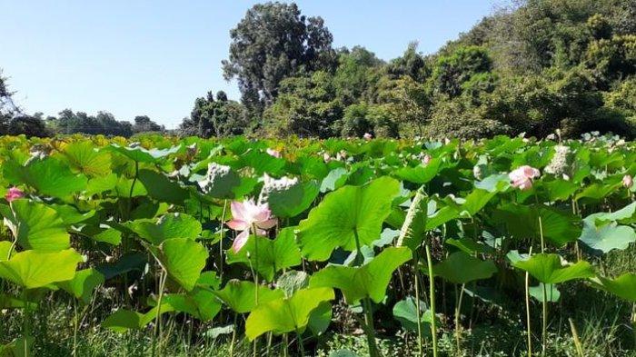 Hamparan bunga teratai di Danau Teratai atau Rana Tonjong, Manggarai Timur.