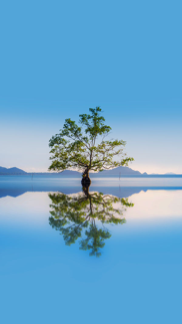 Wanaka Tree Secrets