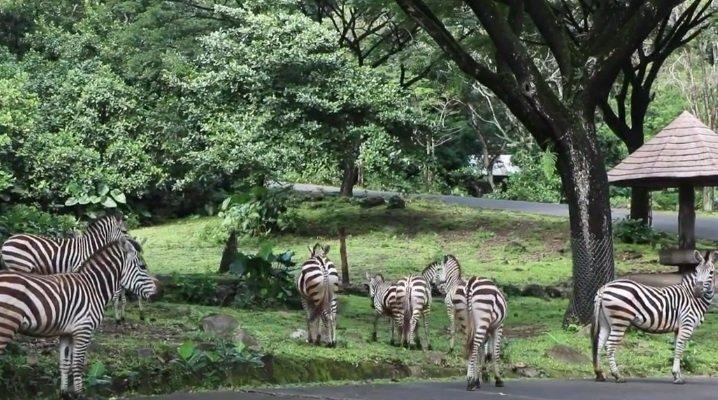 Safari drive-thru hingga buka puasa di Enchanting Forest, ini rincian tiket masuk Taman Safari Prigen tahun 2026.